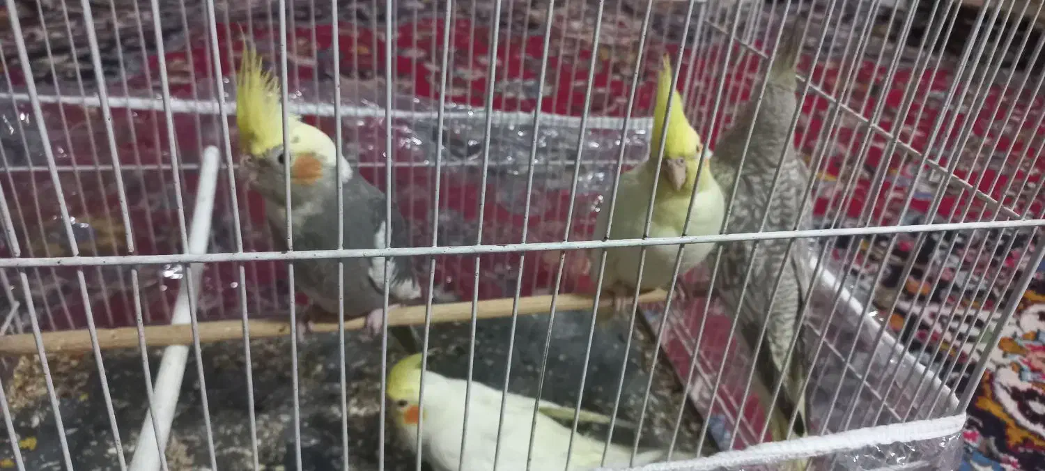 عروس هلندی|پرنده|مشهد, گلبرگ شمالی|دیوار