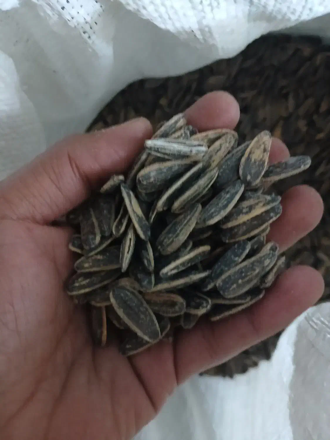 تخمه دورنگ کشمش ذرت ماش بادام زمینی|خوردنی و آشامیدنی|بروجرد, |دیوار