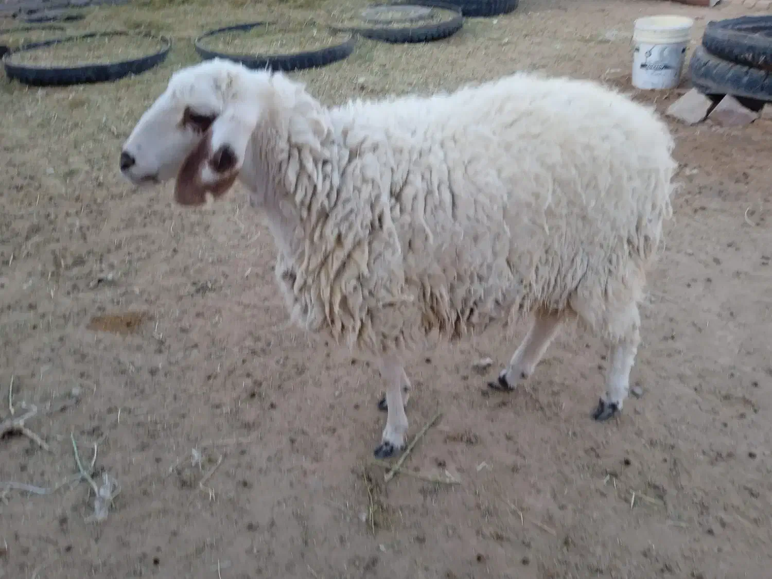 بره ماده|حیوانات مزرعه|فردوس (خراسان), |دیوار