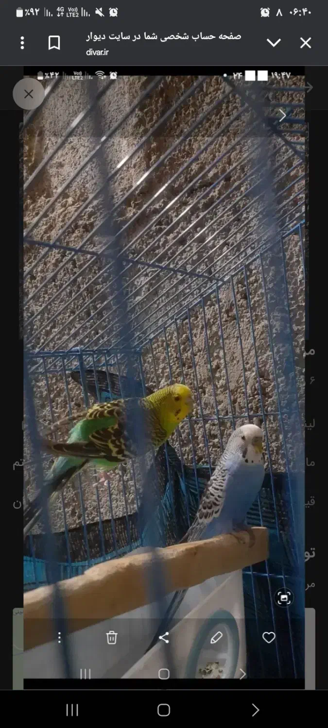 پرنده|پرنده|خلخال, |دیوار