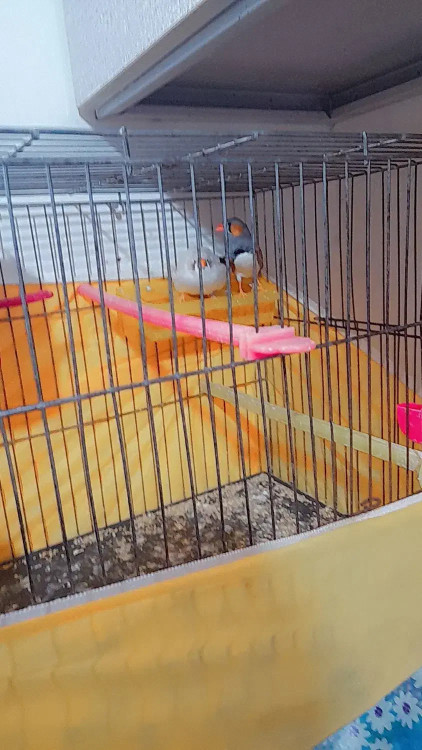 فنچ نر ماده مولد|پرنده|مسجد سلیمان, |دیوار