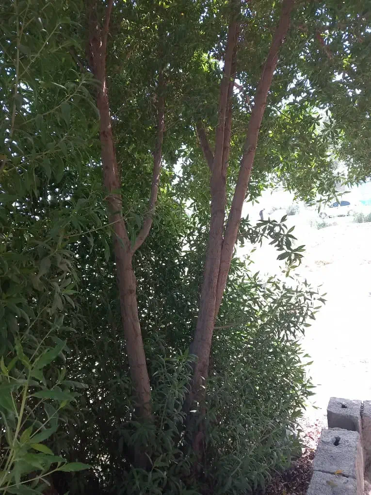 خرید چوب مورد با بهترین قیمت|خدمات باغبانی و درختکاری|آبادان, |دیوار