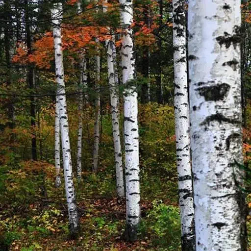 فروش چوب سفیدار|خدمات باغبانی و درختکاری|چیتاب, |دیوار