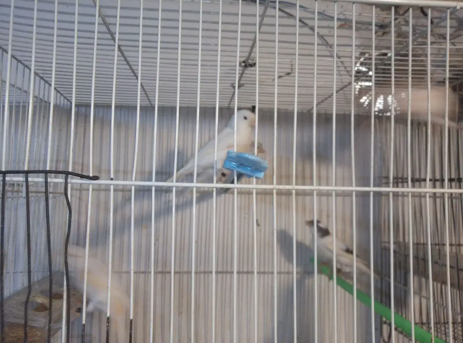 عروس  قناری|پرنده|مشهد, نیزه|دیوار