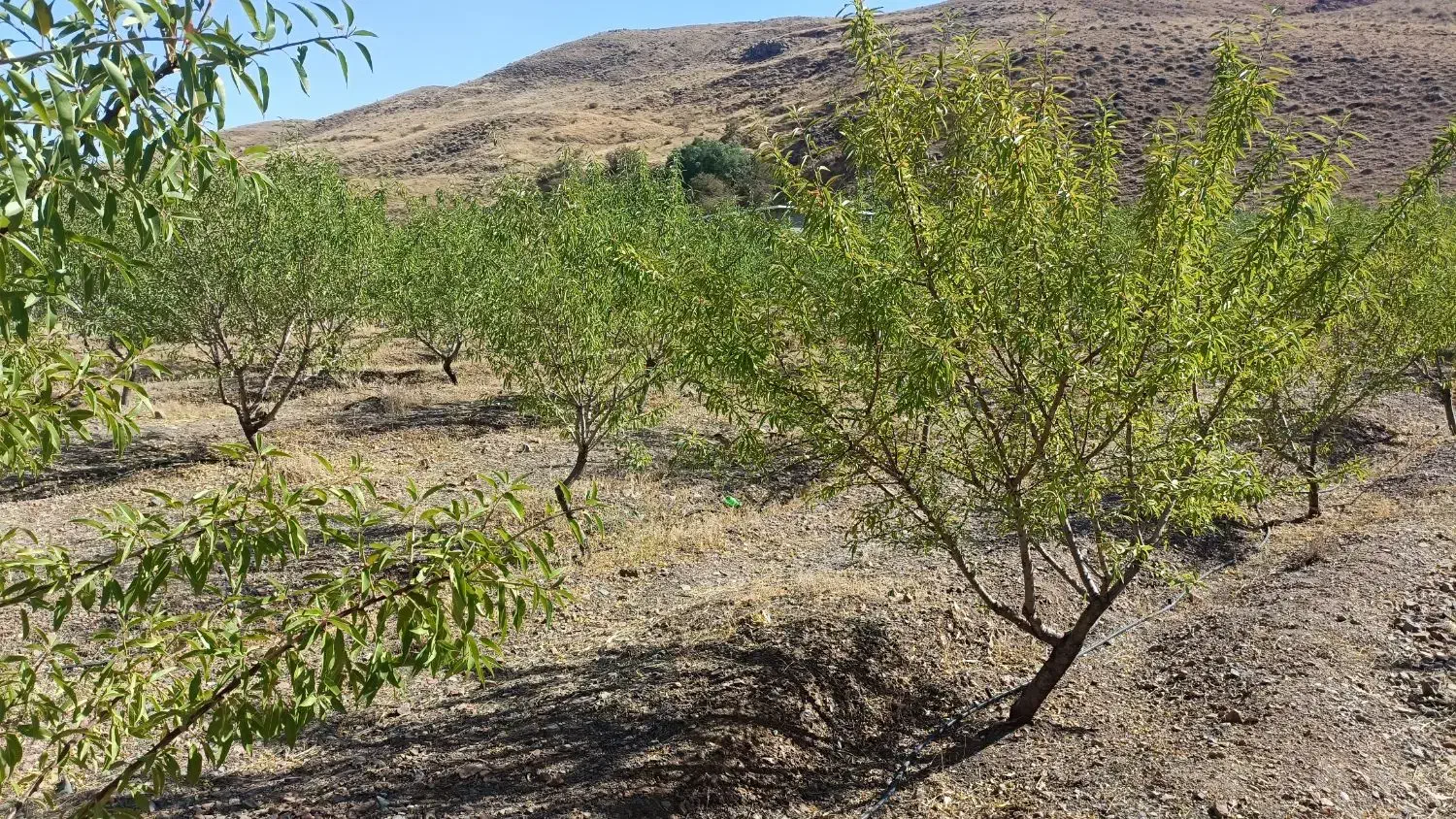 باغ ۲۰۰۰ متری در منطقه خوش آبوهوای سیوان|فروش دفتر صنعتی، کشاورزی، تجاری|مرند, |دیوار