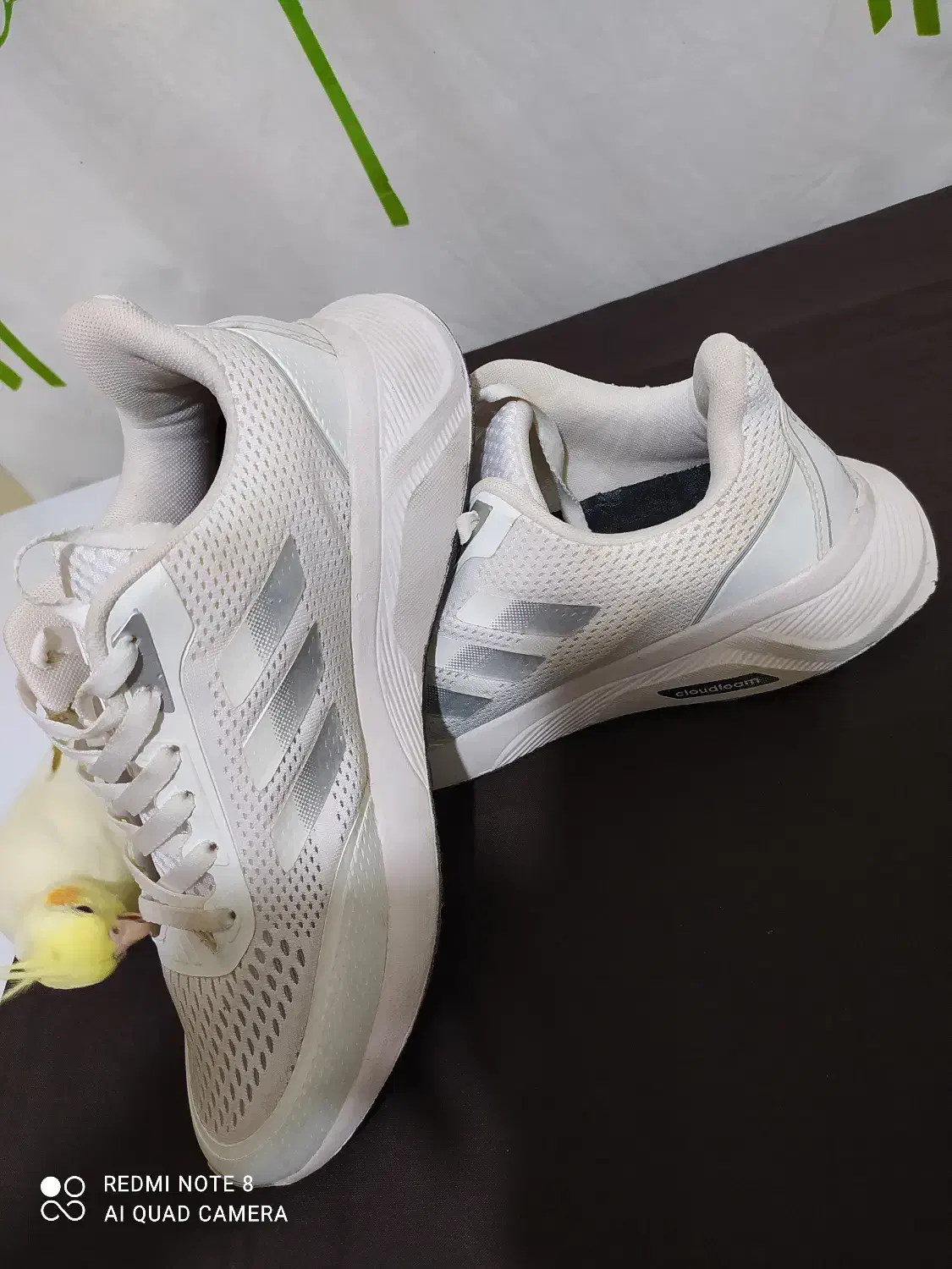 کفش اسپرت|کیف، کفش، کمربند|گنبد کاووس, |دیوار