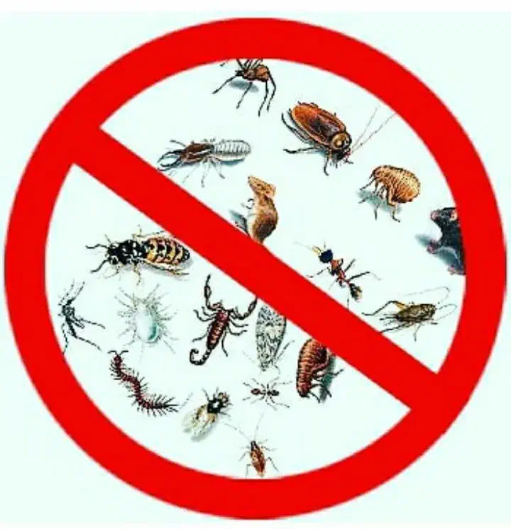 سمپاشی منازل سوسک ساس و.. صد درصد تضمینی|خدمات نظافت|تهران, صادقیه|دیوار