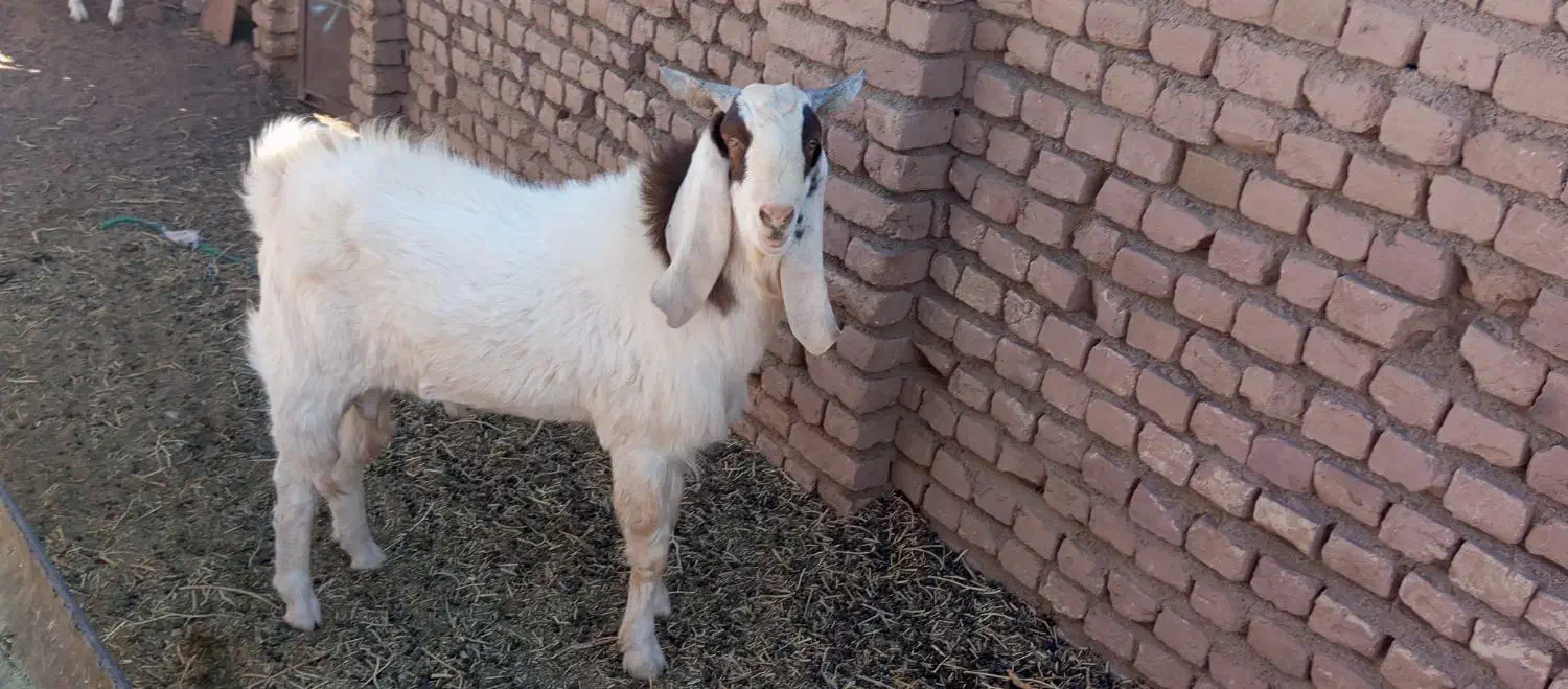 بزغاله نر|حیوانات مزرعه|تربت‌حیدریه, کلاته توکلی|دیوار