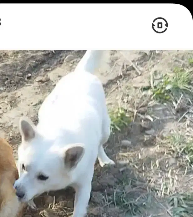 اشپیدز|سگ|پاکدشت, پاکدشت (مامازند)|دیوار