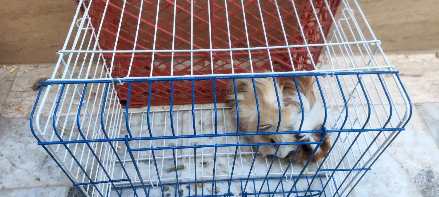 فروش همستر|موش و خرگوش|بیرجند, |دیوار