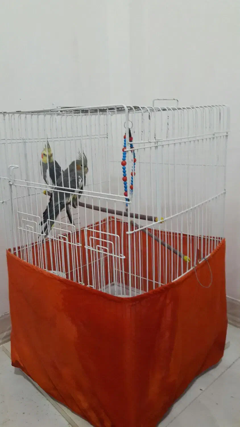 عروس هلندی|پرنده|رشت, تازه آباد|دیوار