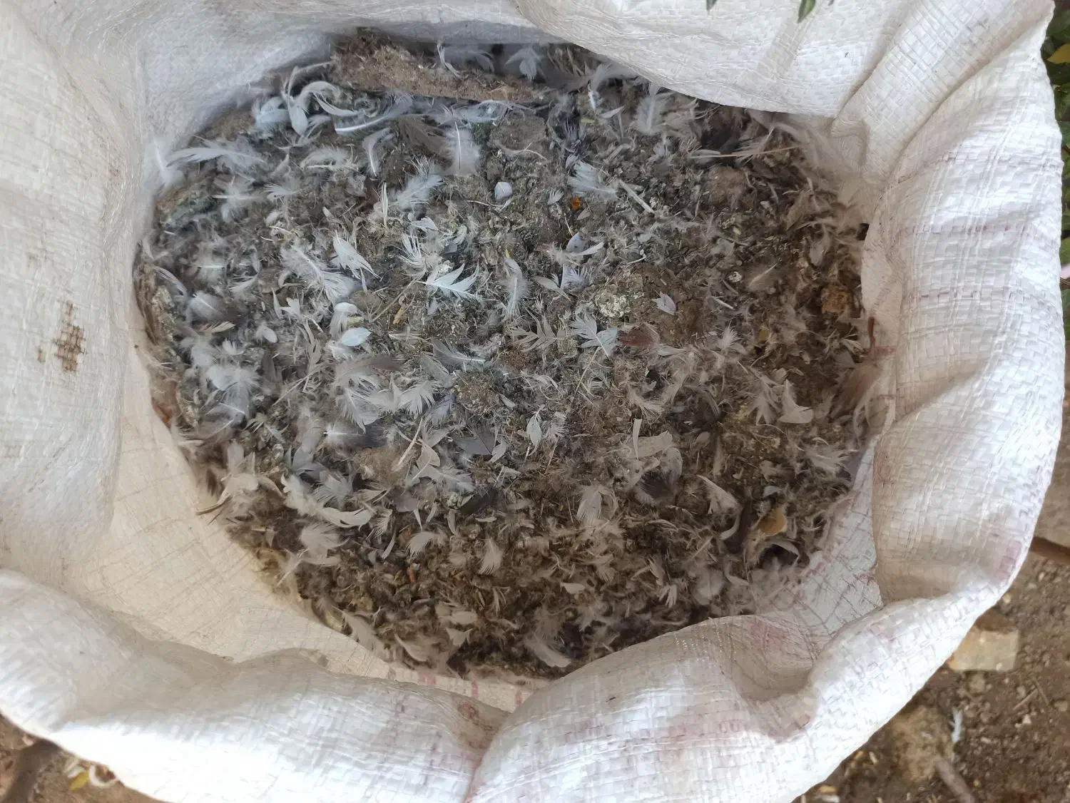 کود کبوتر|لوازم جانبی حیوانات|تبریز, |دیوار