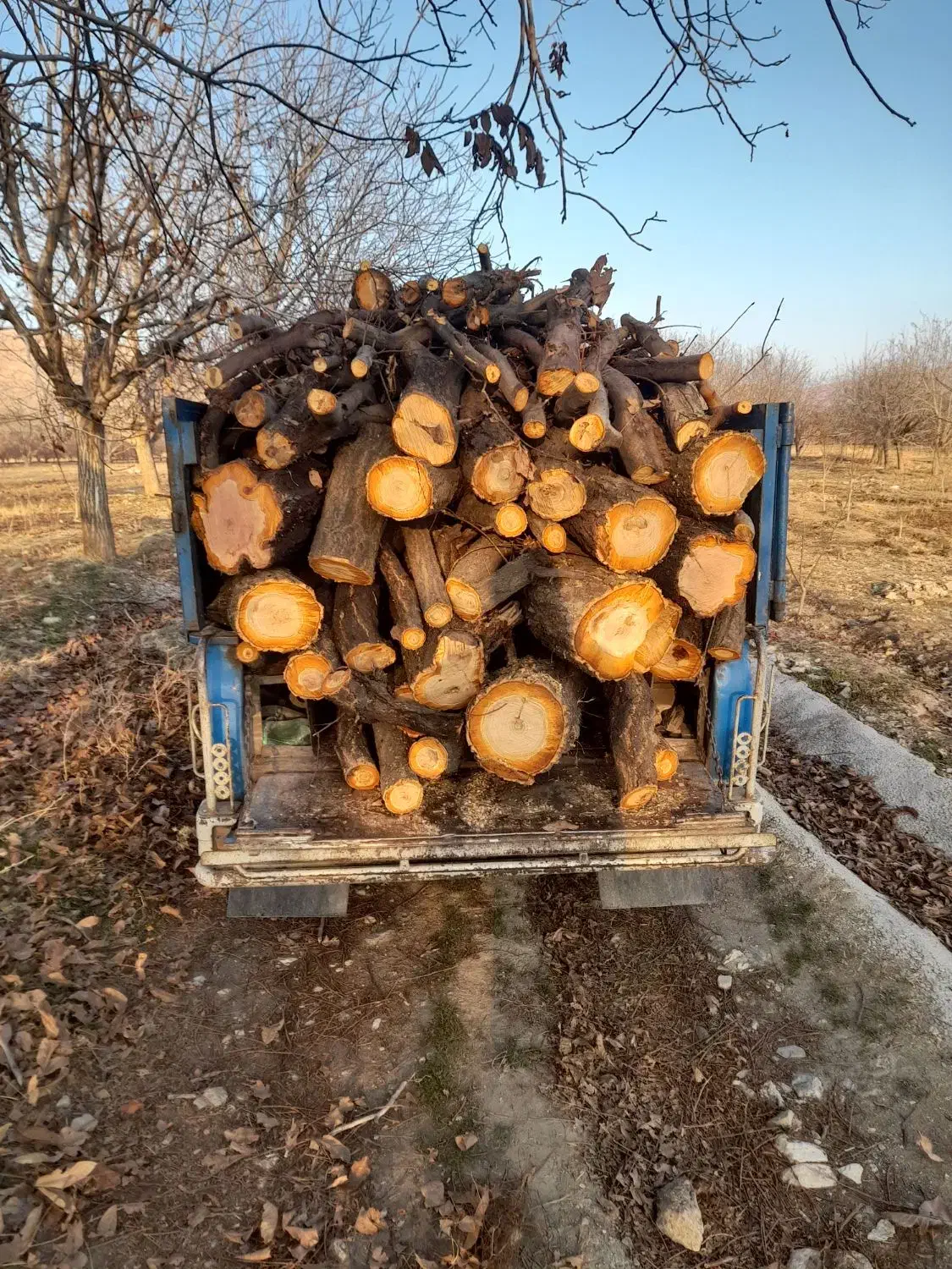 خرید فروش چوب به قیمت روز|خدمات باغبانی و درختکاری|نهاوند, |دیوار