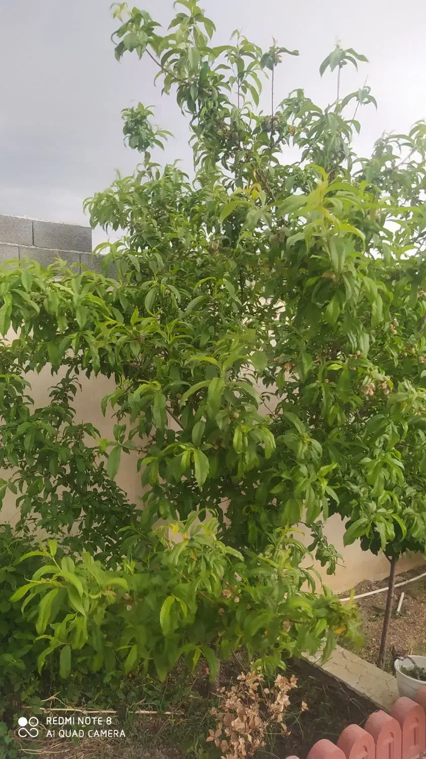 فروش خانه ویلایی|فروش خانه و ویلا|بومهن, |دیوار