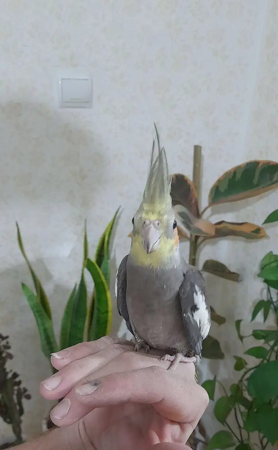 عروس هلندی نر|پرنده|رشت, کوی مهر|دیوار