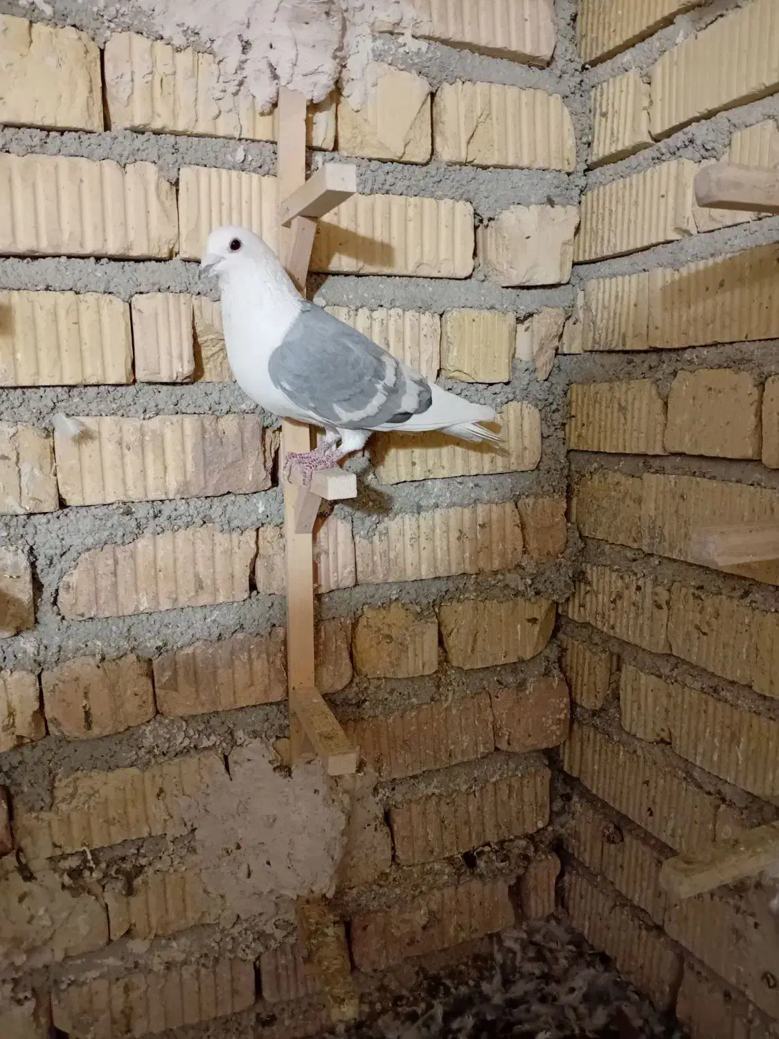 پلاکی طوقی زرد|پرنده|شیراز, سلطان آباد|دیوار