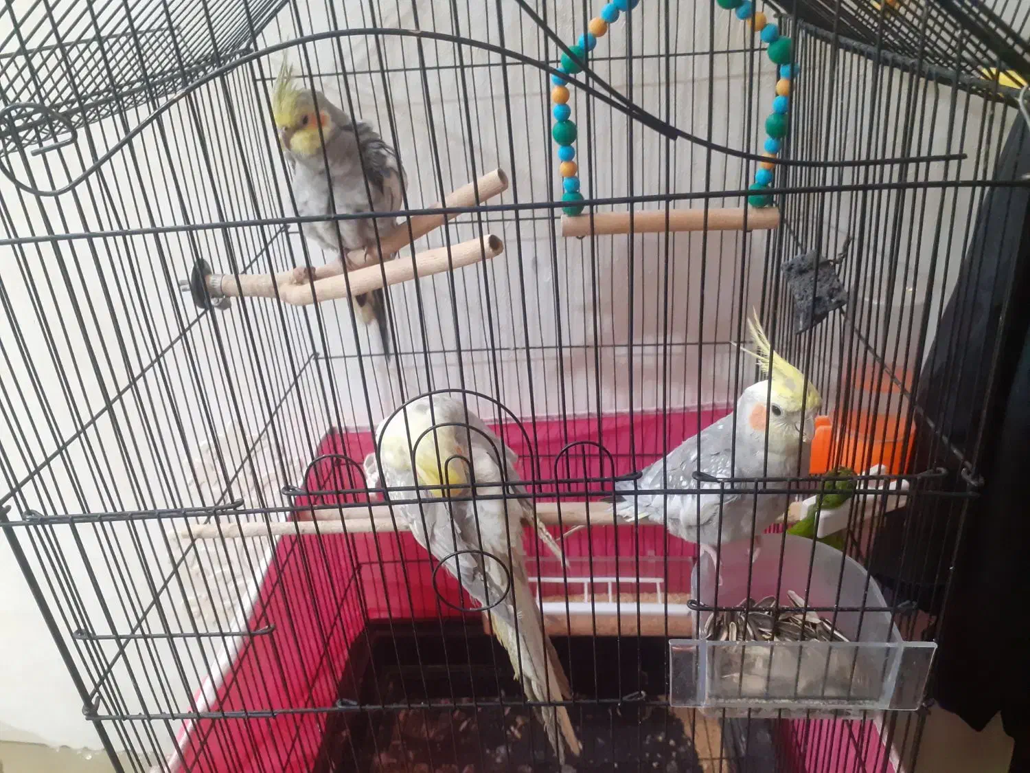 عروس هلندی|پرنده|اصفهان, پزوه|دیوار