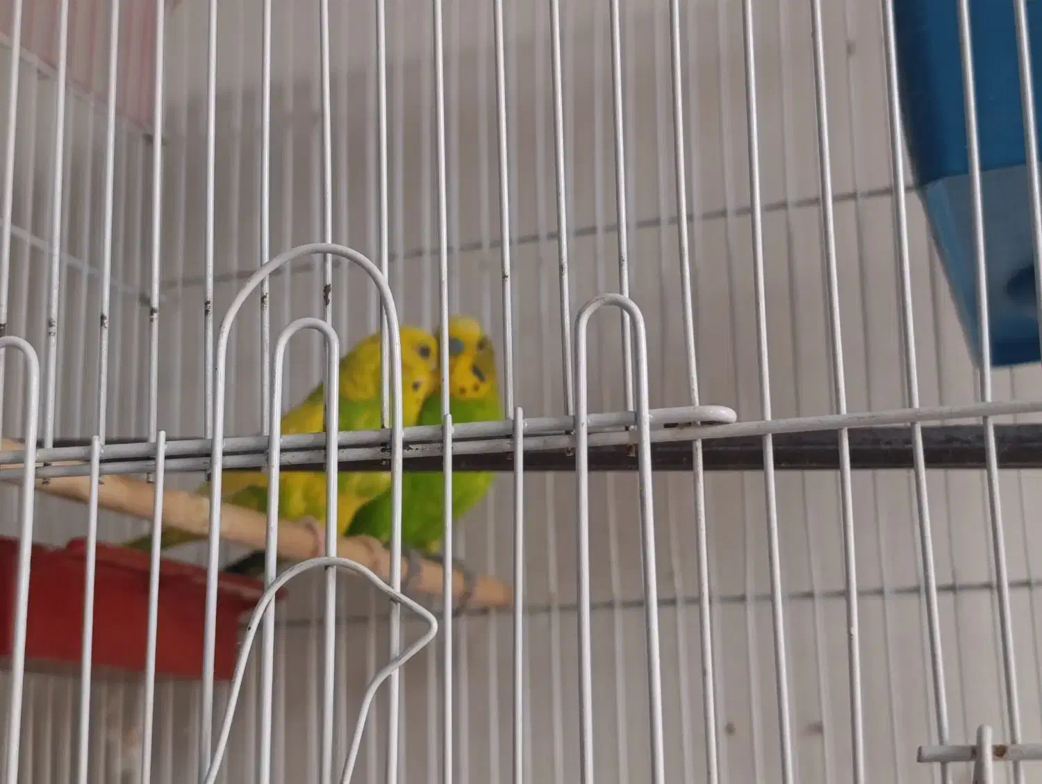 فروش دوتا مرغ عشق 550|پرنده|کرمان, |دیوار