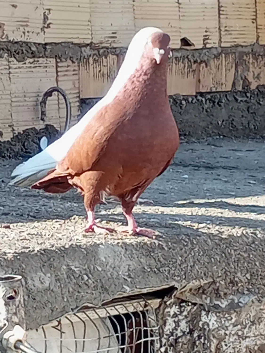 سرخ کاکلی ماده|پرنده|الوند, |دیوار