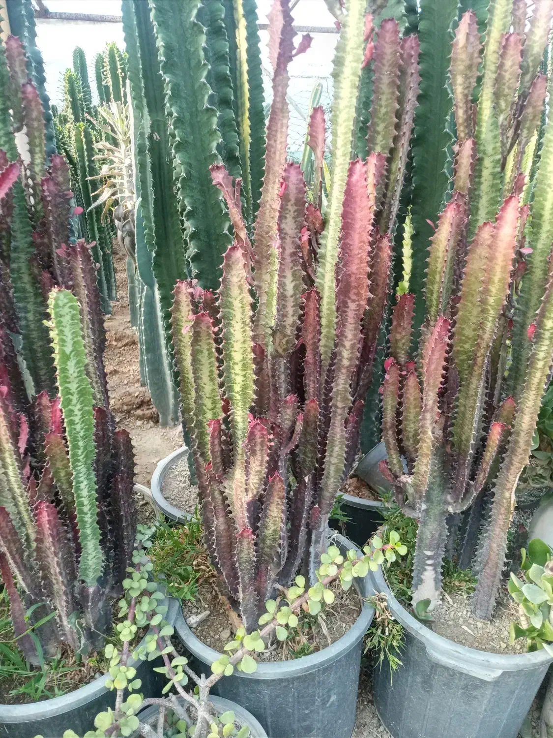 گل و گیاه|گل و گیاه طبیعی|کرج, اصفهانی‌ها|دیوار