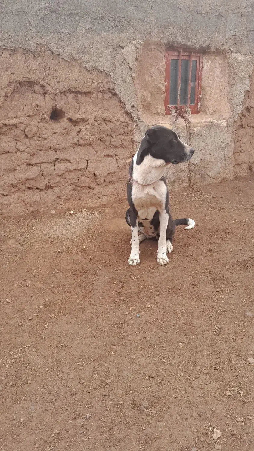 سگ ماده|سگ|میان جلگه, |دیوار