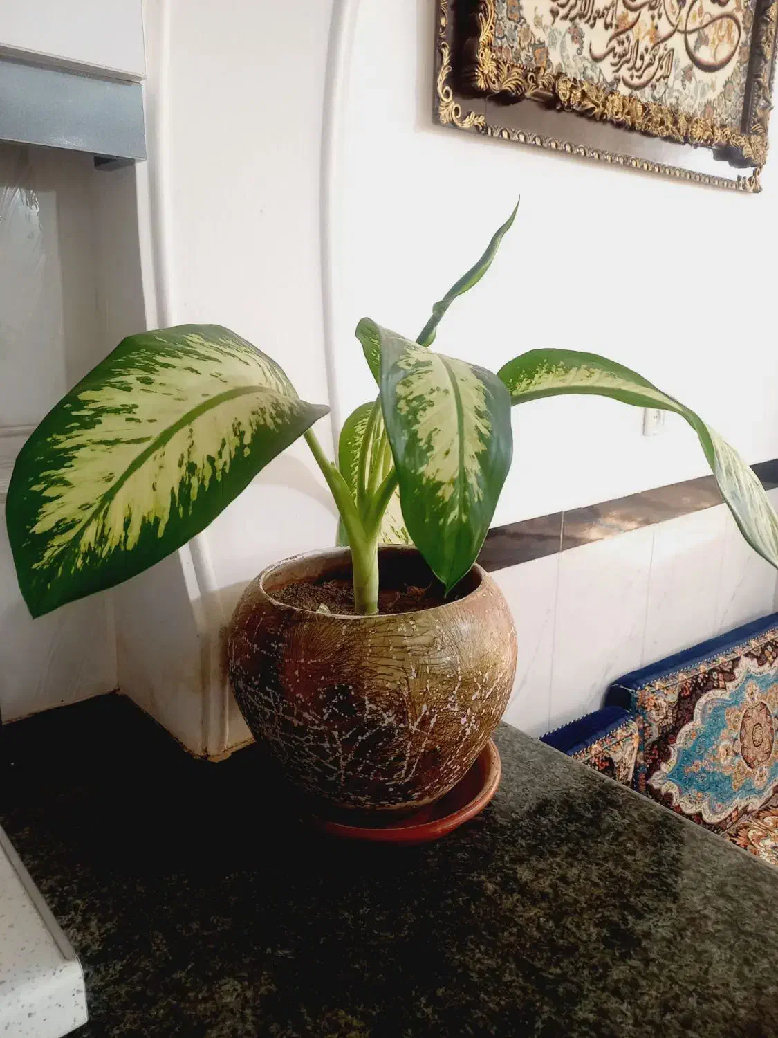 گل وگلدان ..ساعت|گل و گیاه طبیعی|سنقر, |دیوار