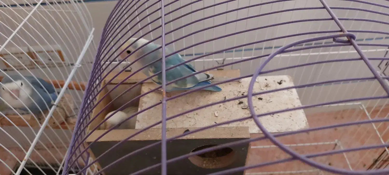 طوطی برزیلی|پرنده|مرودشت, ژیان|دیوار