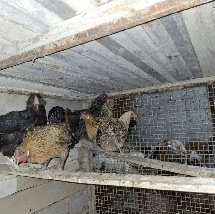 فروش مرغ شهری|حیوانات مزرعه|قشم, |دیوار