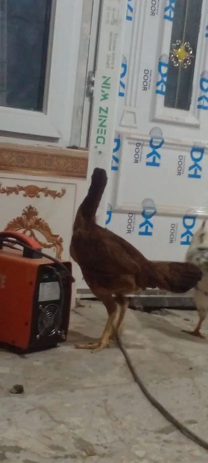 مرغ لاری|حیوانات مزرعه|جوانرود, |دیوار