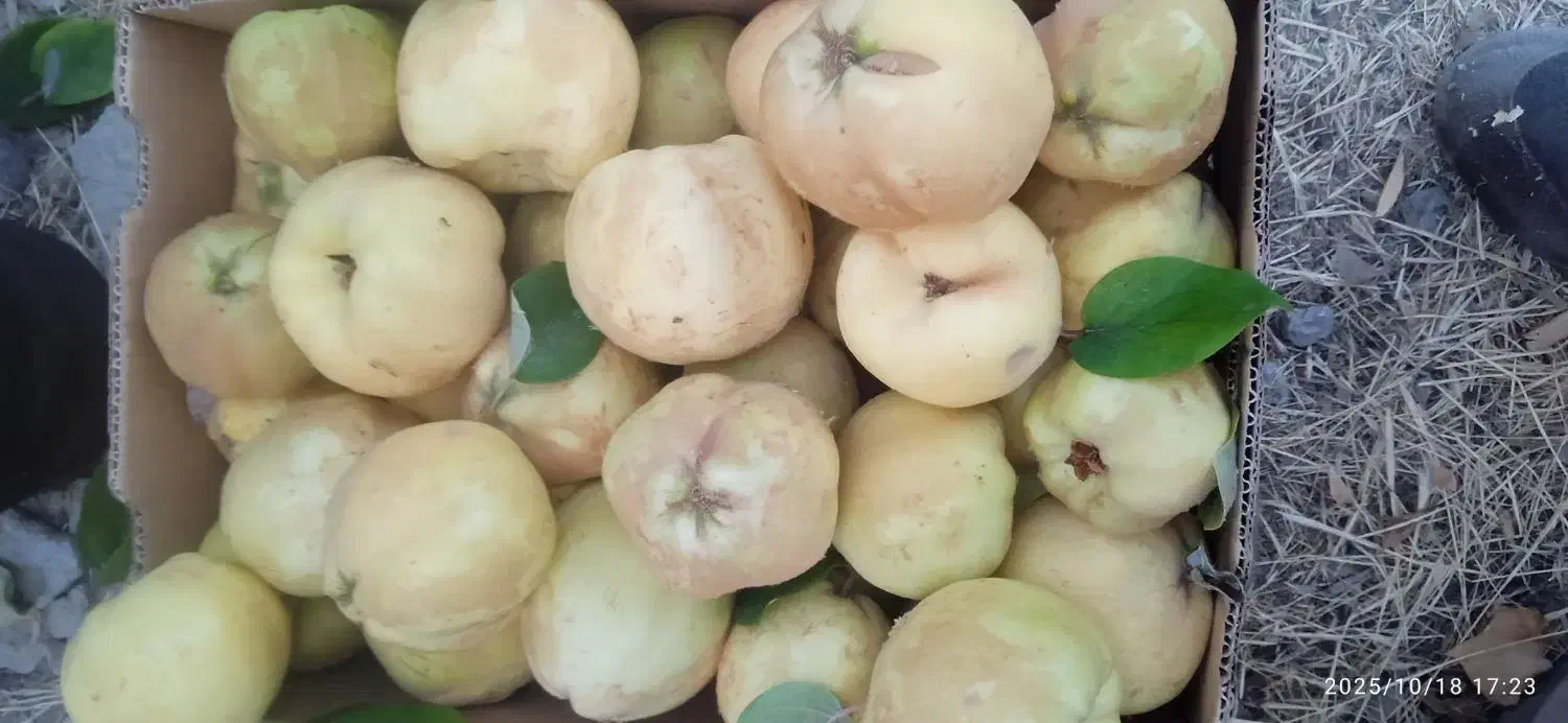 بِه کیلو۵۰|خوردنی و آشامیدنی|سی‌سخت, |دیوار