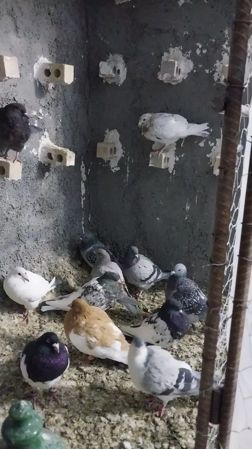 کبوتر|پرنده|شیروان (خراسان), |دیوار