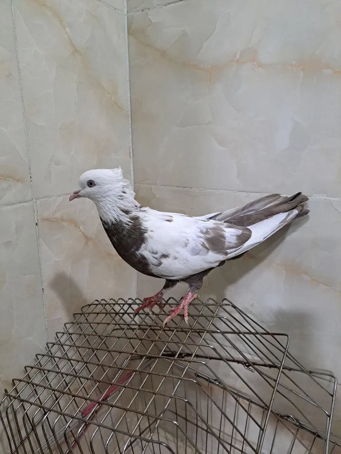 کفتر|پرنده|اقبالیه, |دیوار