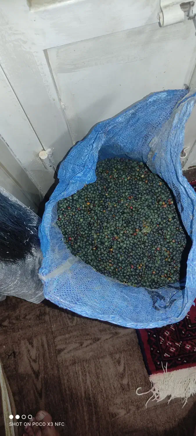 بنه یا خنجک|خوردنی و آشامیدنی|بیرجند, |دیوار