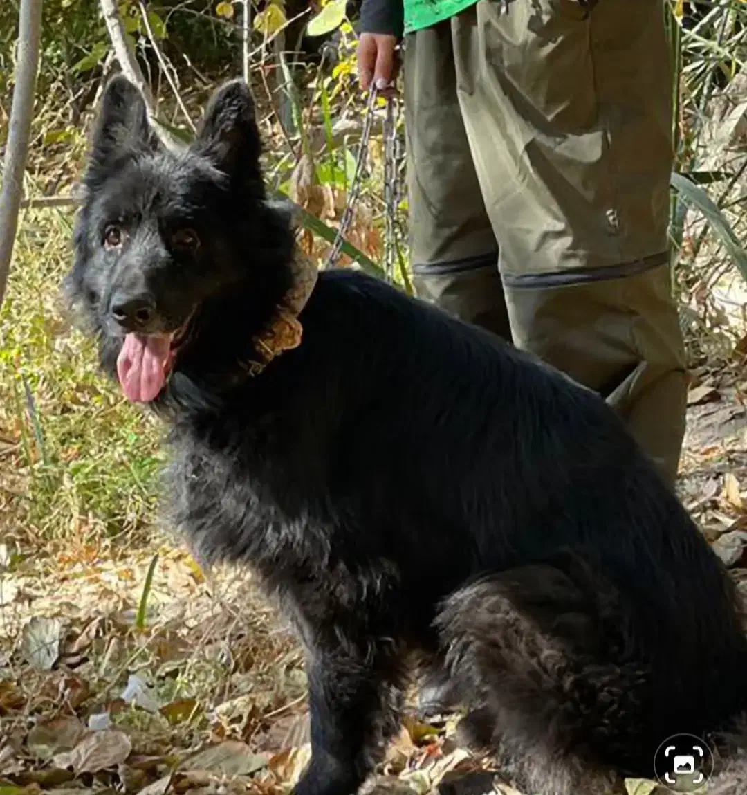 سگ ماده بلک|سگ|کاشان, شهرک فرهنگیان|دیوار