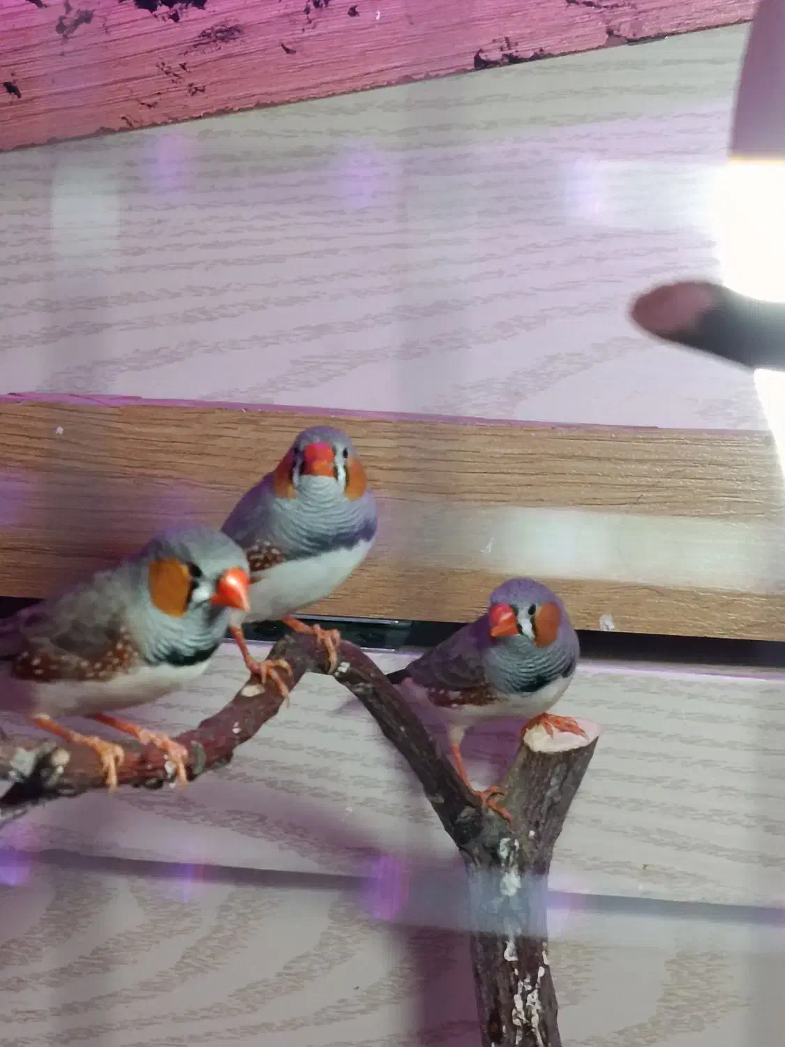 تعدادی فنج زیرا رنگ خاص|پرنده|کرمان, |دیوار