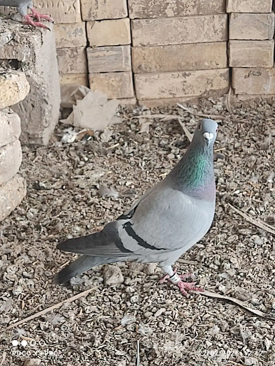 کبوتر|پرنده|سوسنگرد, |دیوار