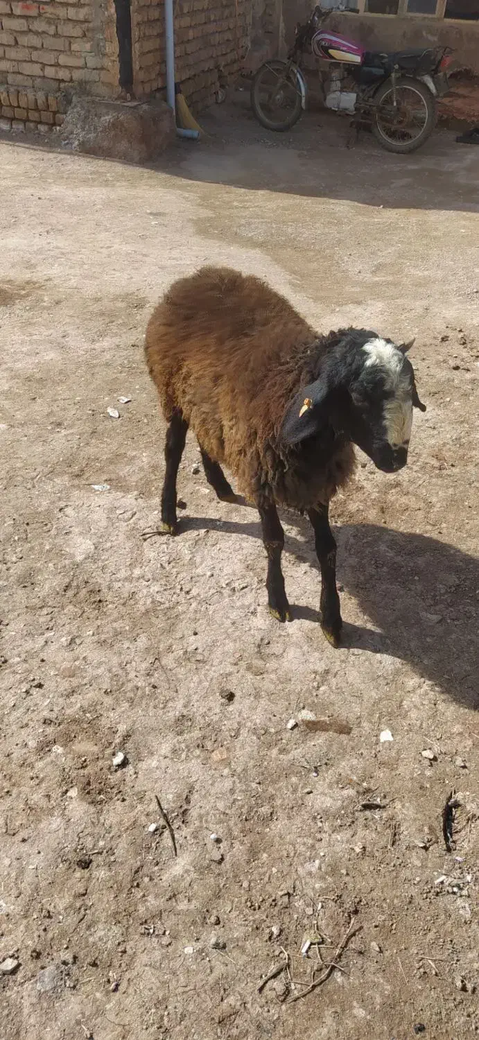 بر نر|حیوانات مزرعه|بوئین زهرا, |دیوار