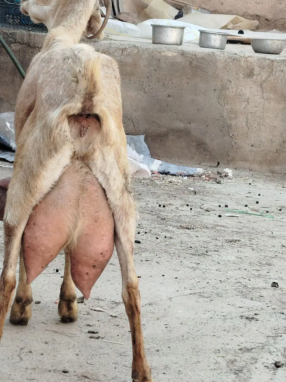 بز نجدی|حیوانات مزرعه|برخوار, |دیوار