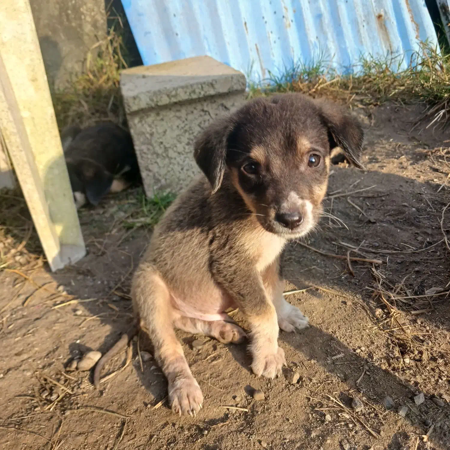 حیوانات خانگی (سگ نگهبان )|سگ|بندر انزلی, چهارفریضه|دیوار