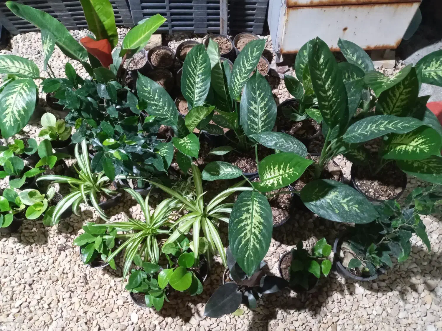 بار آپارتمانی جدید رسید|گل و گیاه طبیعی|جم, |دیوار