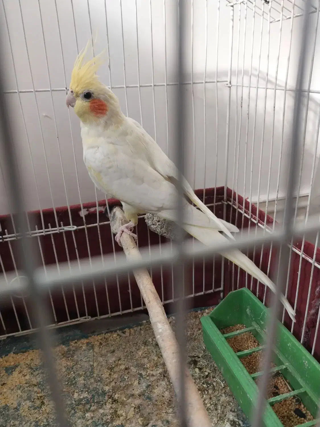 طوطی ماده|پرنده|بهبهان, |دیوار