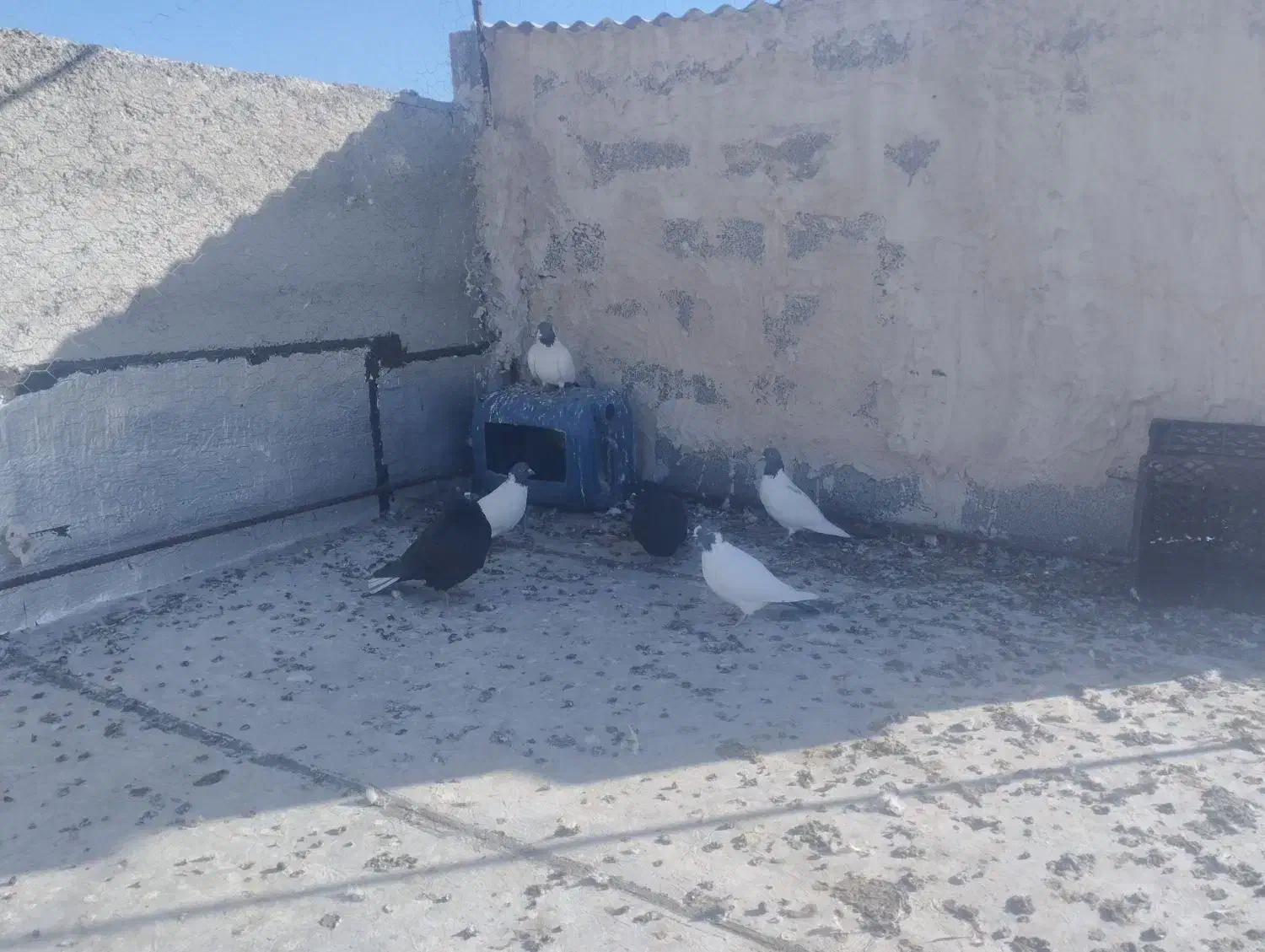 دورح|پرنده|اردبیل, |دیوار