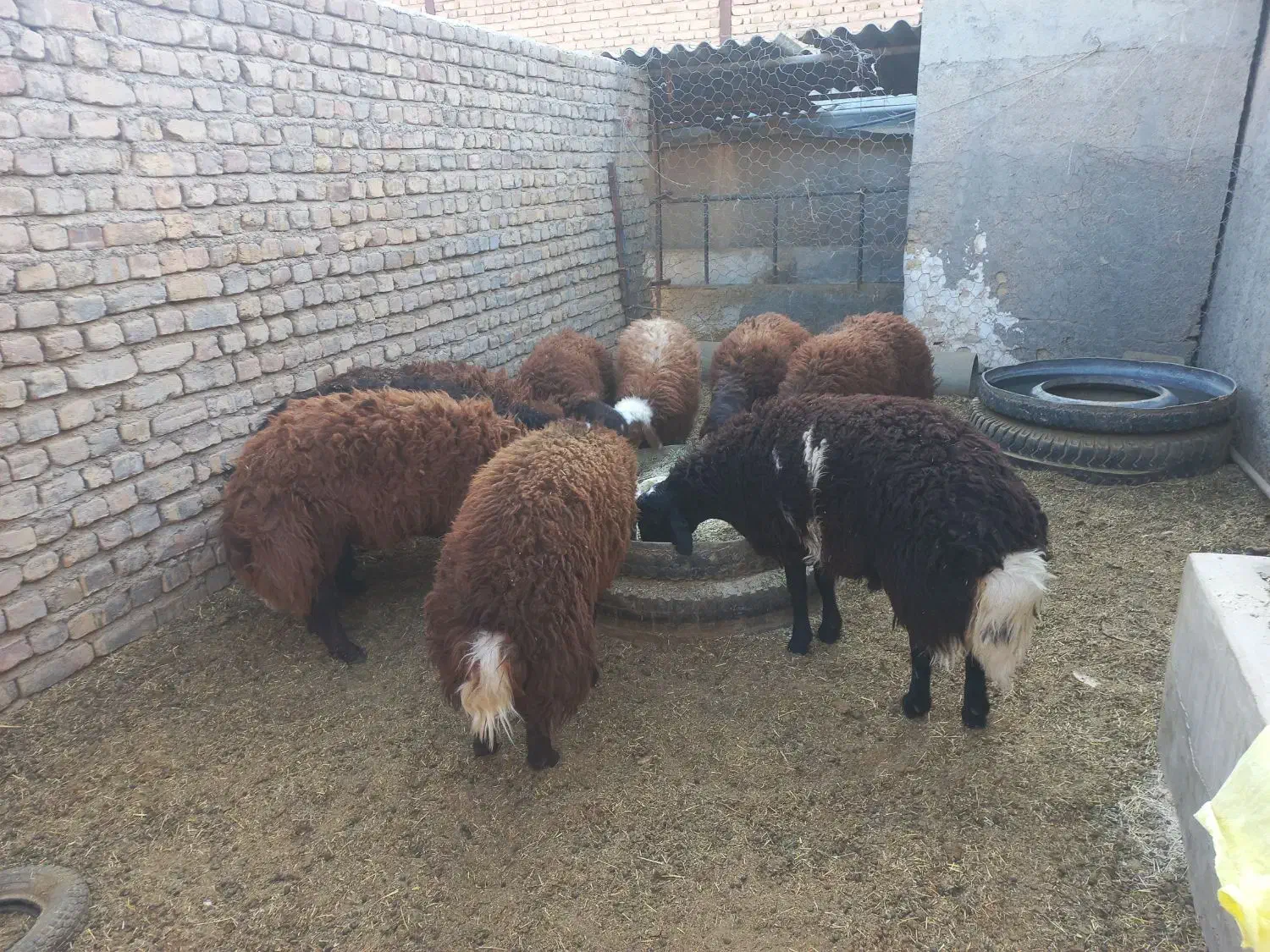 بره چاق پروار شده|حیوانات مزرعه|سمنان, |دیوار