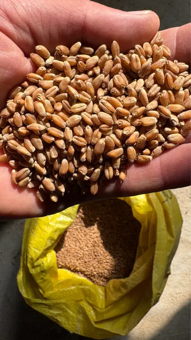 گندم بذری بوجاری شده دانه درشت بذر اراز ۳۱۰۰۰|خدمات باغبانی و درختکاری|علیآباد کتول, |دیوار