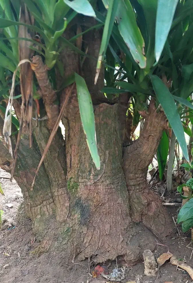 درختچه یوگا|گل و گیاه طبیعی|رودسر, |دیوار