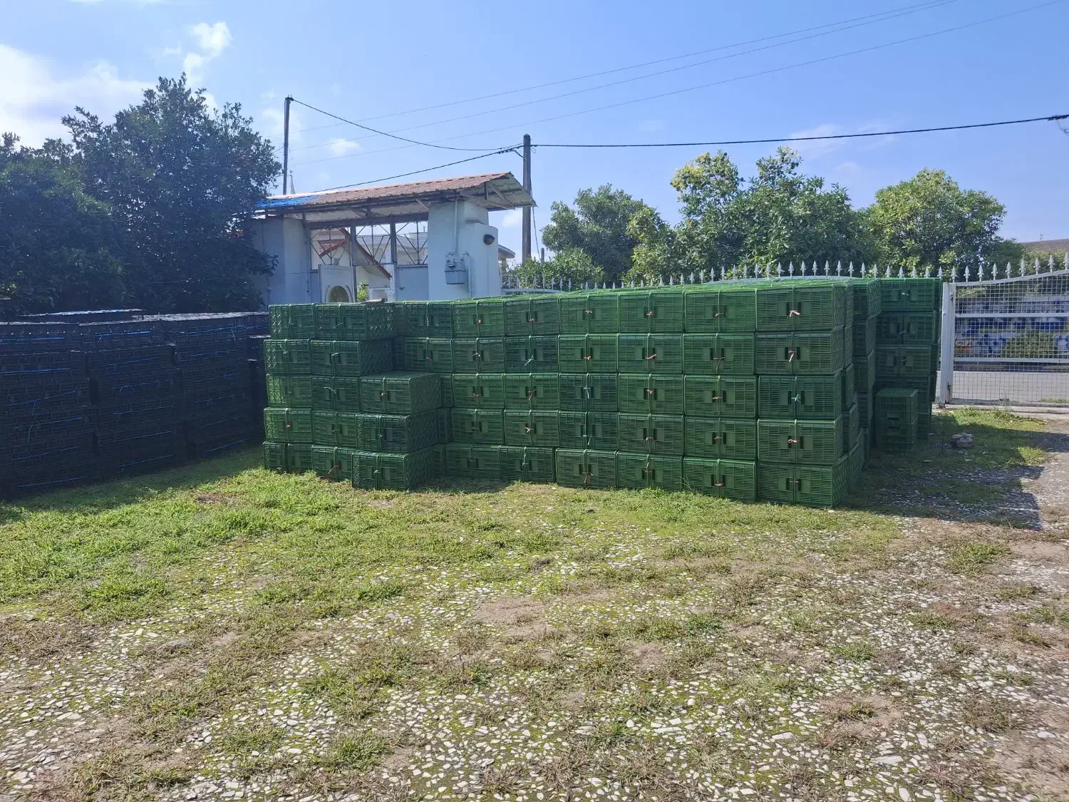 سبدفروشی جعفری سبد 20کیلویی 14 کیلویی وغیره...|عمدهفروشی|واجارگاه, |دیوار