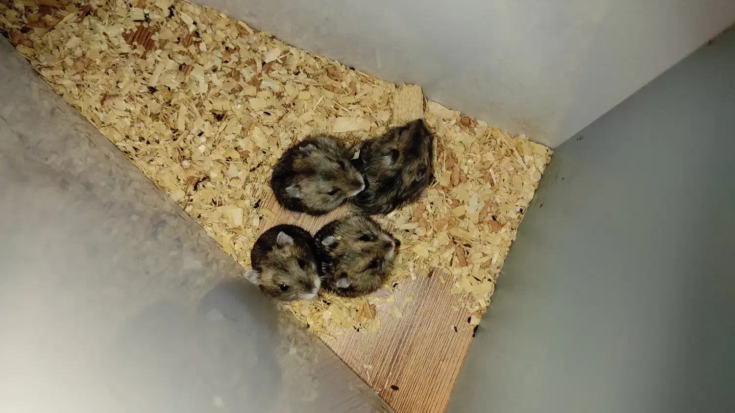 همستر|موش و خرگوش|پردیس, فاز ۸|دیوار