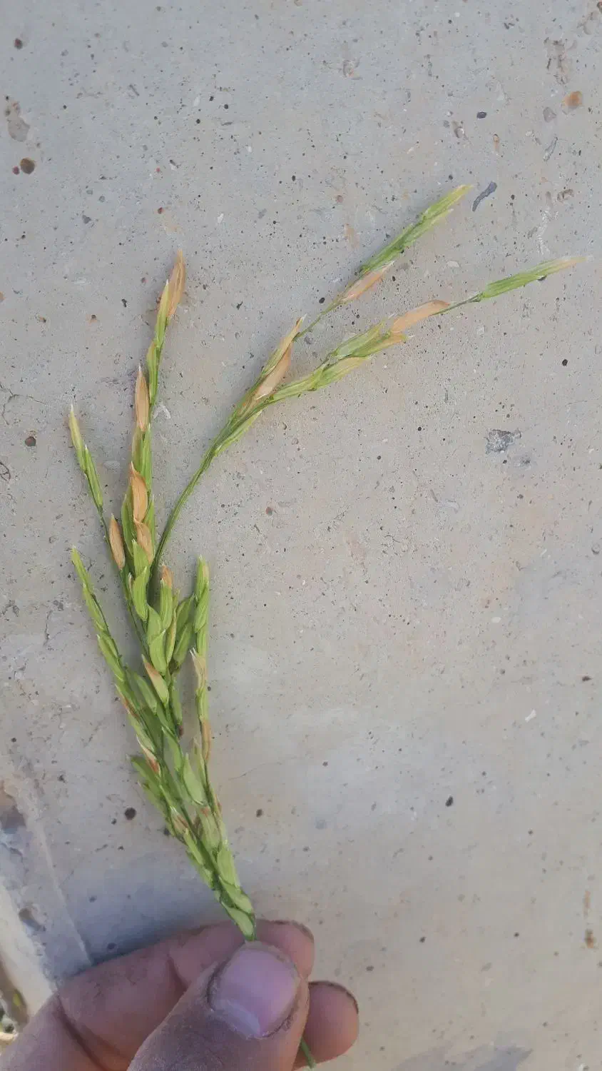 برنج محلی،فجر|خوردنی و آشامیدنی|دره شهر, |دیوار