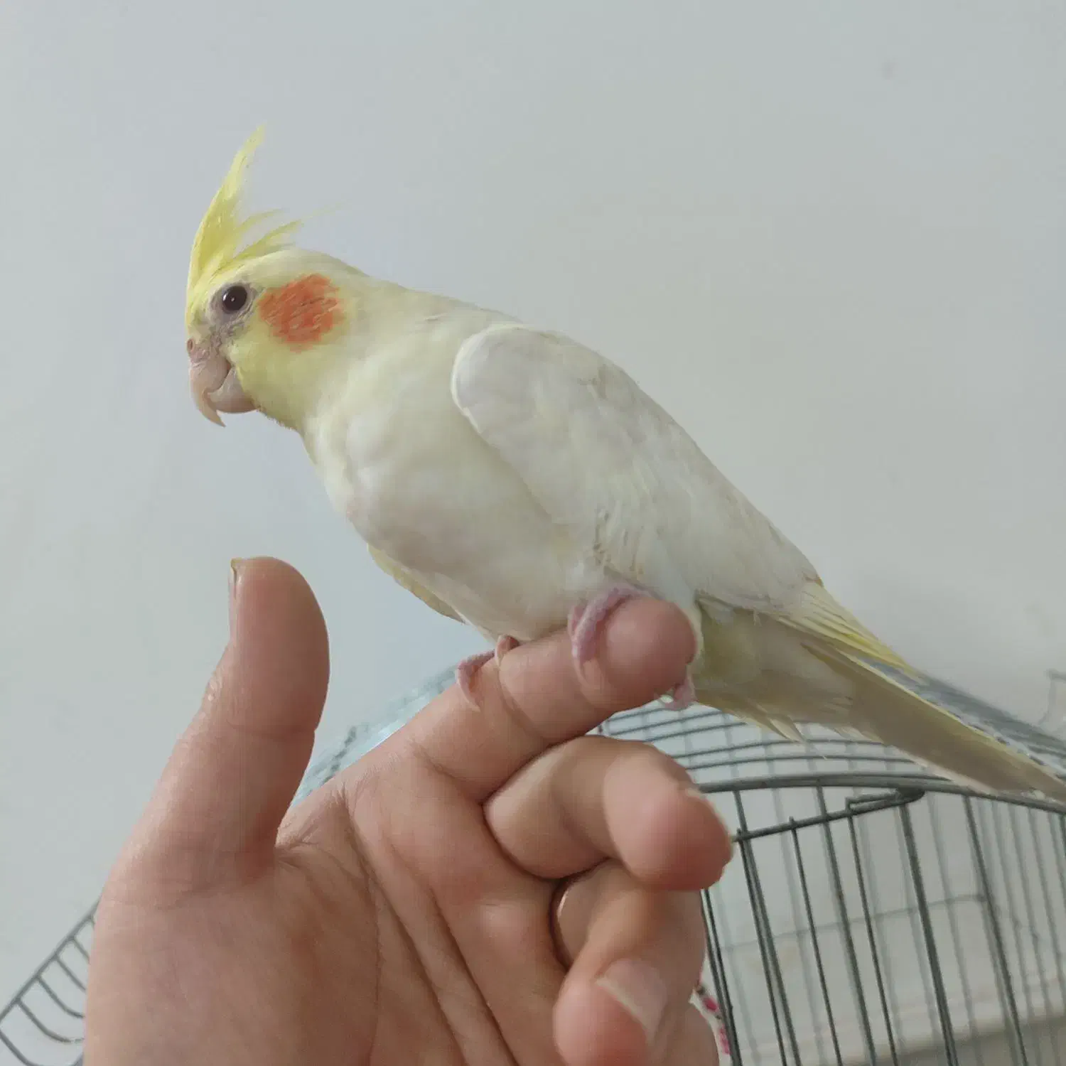 عروس هلندی دستی|پرنده|کاشان, فاز ۲ ناجی آباد|دیوار