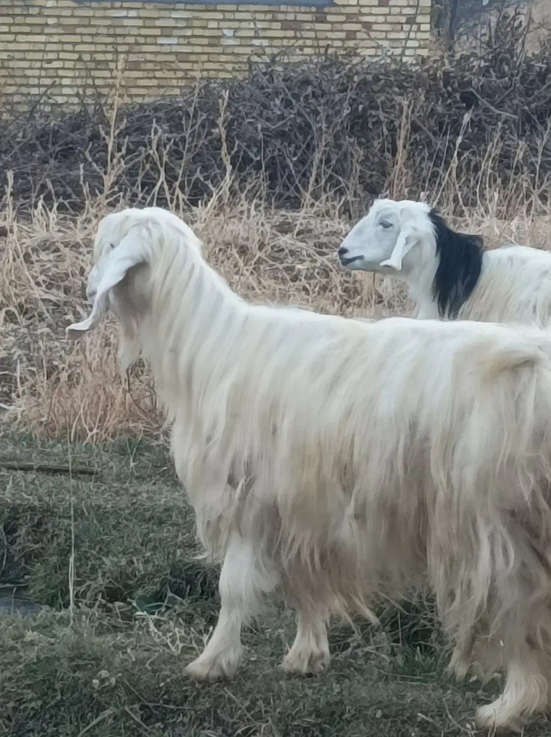 بز ماده|حیوانات مزرعه|سیلوانه, |دیوار